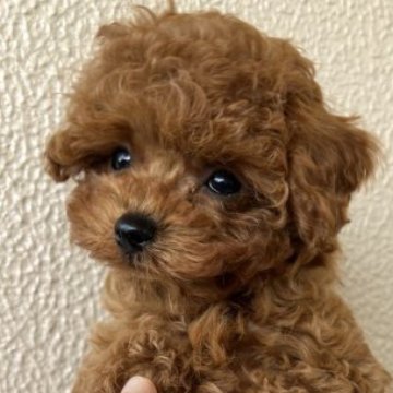トイプードル(ティーカップ)【兵庫県・女の子・2022年12月12日・レッド】の写真「おトイレとお座りマスターしてる賢い子です」