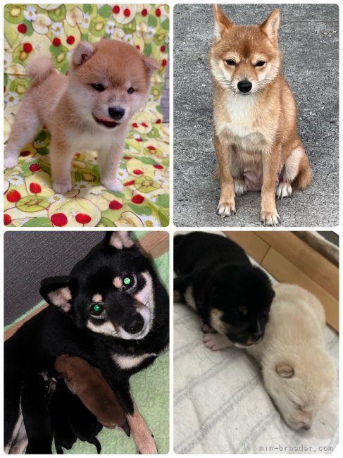 可愛い🧡親犬‼️子犬に会いに来て下さい🚙｜高橋　祐一郎(たかはし　ゆういちろう)ブリーダー(岡山県・柴犬・KCジャパン登録)の紹介写真3