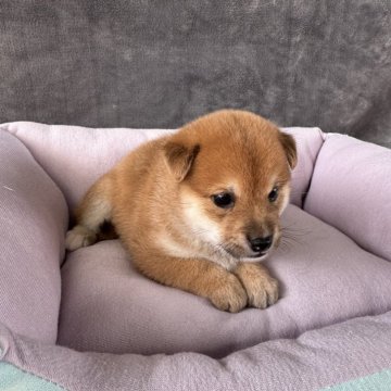 柴犬(豆柴)【岡山県・男の子・2025年8月15日・赤毛】の写真「🫵待望の熊さん🧸もふもふ毛🐻　🤯どうだ‼️」