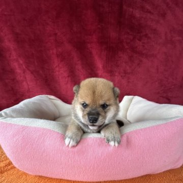 柴犬(豆柴)【岡山県・男の子・2025年9月6日・赤毛】の写真「超👍可愛い豆柴ちゃん💕成長中🙌で〜す💎」