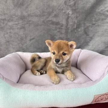 柴犬(豆柴)【岡山県・女の子・2025年7月12日・赤毛】の写真「胡麻毛ちゃん💍82日目-970Gになりました😎」