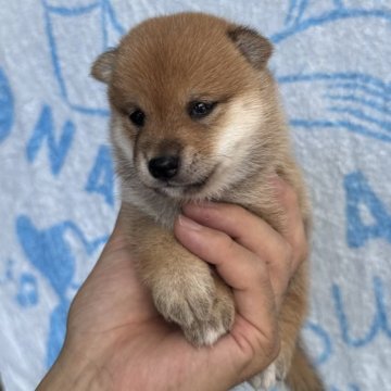 柴犬(豆柴)【岡山県・女の子・2025年6月14日・赤毛】の写真「赤豆ちゃんです❗️可愛い💕💕💕ですよ😘」