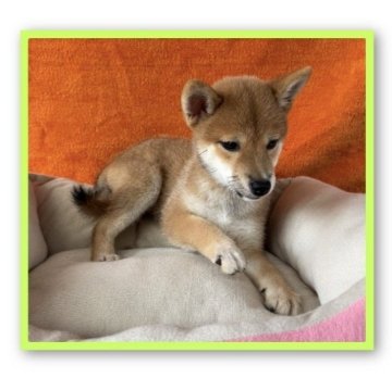 柴犬(豆柴)【岡山県・女の子・2025年6月14日・赤毛】の写真「👩‍🎓上品なおねーさんになりました🙌🙌🙌」