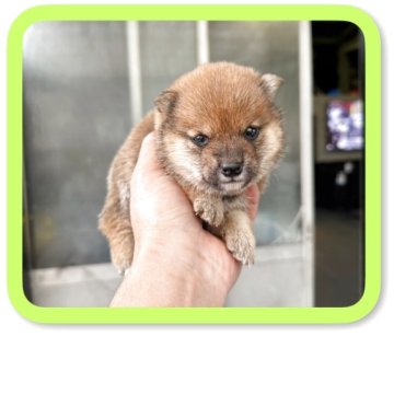 柴犬(豆柴)【岡山県・男の子・2025年3月30日・赤毛】の写真「小柄な🤩赤毛の🩷男の子🐕です‼️」