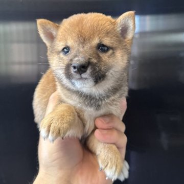 柴犬(豆柴)【岡山県・男の子・2025年6月4日・赤毛】の写真「プリっとした顔が🫨可愛い💕赤毛男子君🫘です」