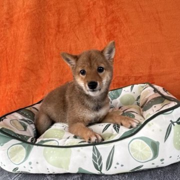 柴犬(豆柴)【岡山県・女の子・2025年6月19日・赤毛】の写真「❣オーナーお勧めの赤豆❣️優しい瞳👀」