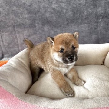 柴犬(豆柴)【岡山県・男の子・2025年8月15日・赤毛】の写真「☝️豆柴ブリーダーが出品🐕‍🦺🐕直販価格🤠」