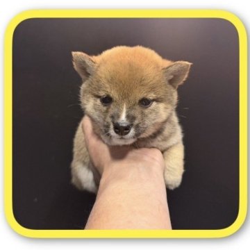 柴犬(豆柴)【岡山県・女の子・2025年10月15日・赤毛】の写真「美人🗽ママから誕生した🐣可愛い女の子🎰」