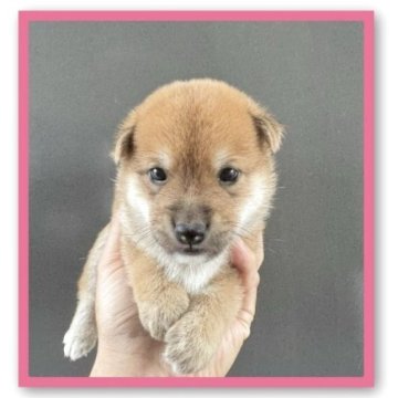 豆柴【岡山県・男の子・2025年8月15日・赤毛】の写真「🫵待望の熊さん🧸もふもふ毛🐻　どうだ‼️」