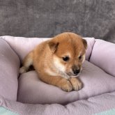 柴犬(豆柴)