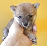柴犬(豆柴)