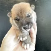 豆柴