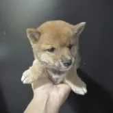 豆柴
