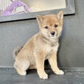 柴犬(豆柴)