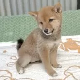 豆柴