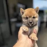 豆柴