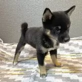 豆柴