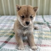 柴犬(豆柴)