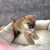 豆柴