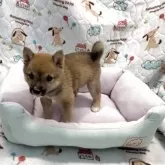 豆柴