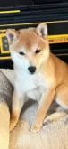 豆柴【岡山県・男の子・2025年8月15日・赤毛】の写真7「パパです」