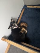 豆柴【・女の子・2021年6月7日・黒毛】