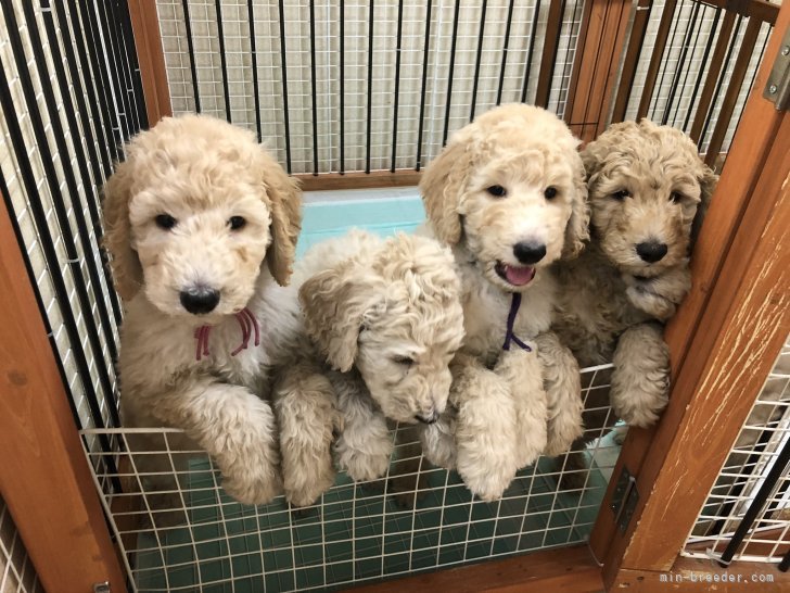 前川百合子ブリーダー