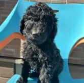 スタンダードプードル【千葉県・男の子・2024年1月17日・ブラック又はグレー】の写真1