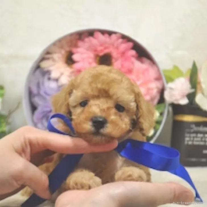 ID：2404-02662の子犬