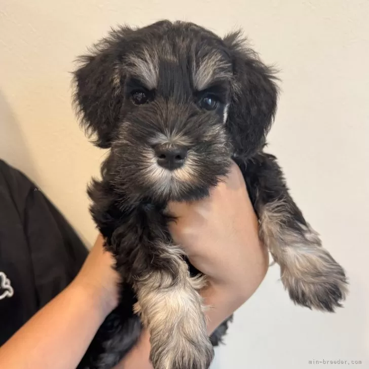 ID:2507-01949の子犬