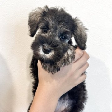 ミニチュアシュナウザー【岡山県・女の子・2025年6月29日・ソルト&ペッパー】の写真「パパ→チャンピオン
ママ→Jr.チャンピオン」