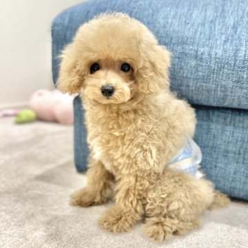 トイプードル(タイニー)【岡山県・男の子・2024年6月20日・クリーム】の写真「心音・検便・噛み合わせ・パテラ全てにおいて問題なし」