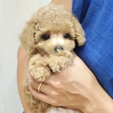 トイプードル(タイニー)【岡山県・男の子・2024年6月20日・クリーム】の写真「4兄弟の中で1番小さいですが、元気いっぱいです！」