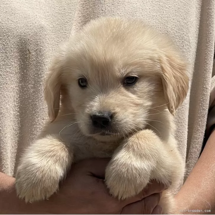 ID:2505-01629の子犬