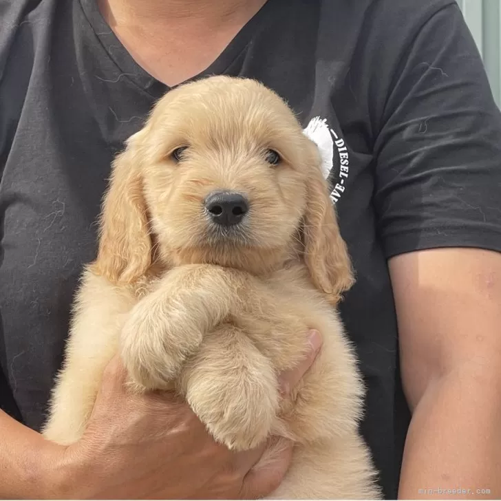 ID：2506-03821の子犬