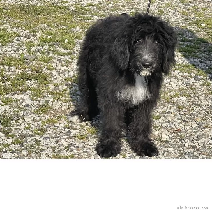 ID:2501-06742の子犬