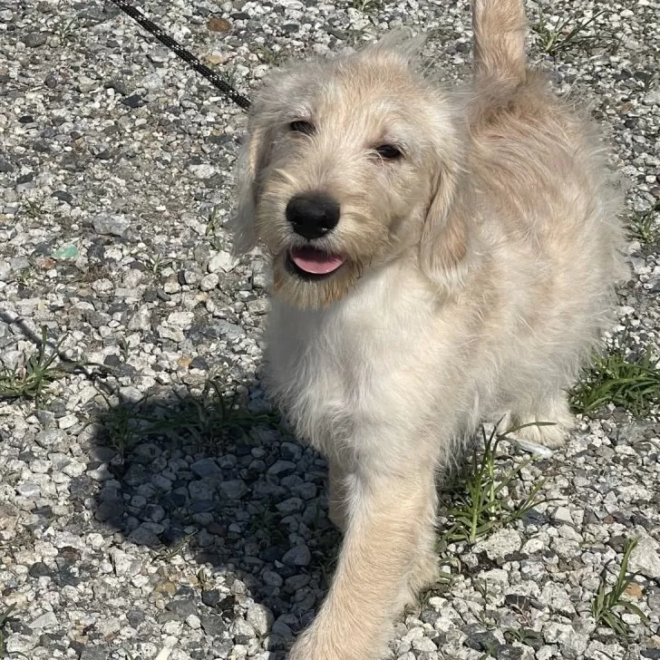 ID:2505-07775の子犬