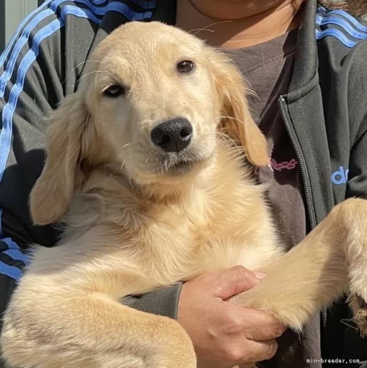ゴールデンレトリバー【岐阜県・女の子・2025年7月5日・ゴールデン】の写真1