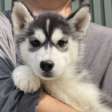 シベリアンハスキー【岐阜県・女の子・2024年12月7日・ブラック&ホワイト】の写真「可愛い顔してます184」