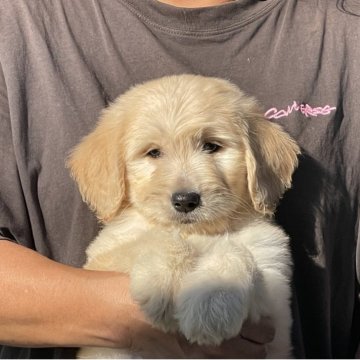 ゴールデンドゥードル(ゴールデンレトリバー×プードル)【岐阜県・女の子・2025年9月5日・クリーム】の写真「可愛い顔してます421」