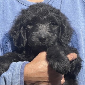 ゴールデンドゥードルF1B(プードル×ゴールデンドゥードル)【岐阜県・男の子・2025年9月22日・ブラック又はシルバー】の写真「可愛い顔してます693」