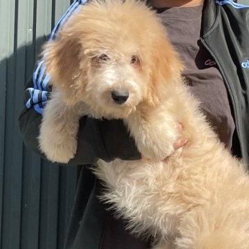 ラブラドゥードルF1B(プードル×ラブラドゥードル)【岐阜県・女の子・2025年6月30日・クリーム】の写真「可愛い顔してます921」