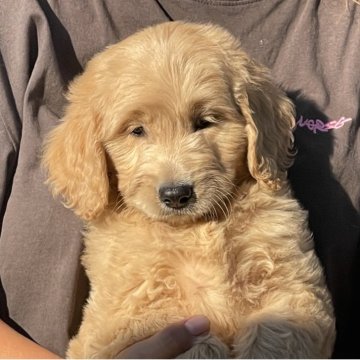 ゴールデンドゥードル(ゴールデンレトリバー×プードル)【岐阜県・女の子・2025年9月5日・レッド】の写真「可愛い顔してます544」