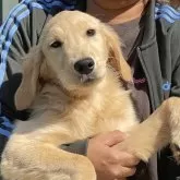 ゴールデンレトリバー【岐阜県・女の子・2025年7月5日・ゴールデン】の写真1