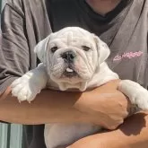 ブルドッグ