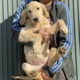 ゴールデンレトリバー【岐阜県・女の子・2025年7月5日・ゴールデン】の写真2