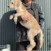 ラブラドゥードルF1B(プードル×ラブラドゥードル)【岐阜県・女の子・2025年6月30日・クリーム】の写真2