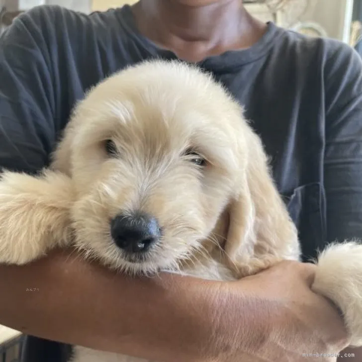 M.S 様のお迎えした子犬