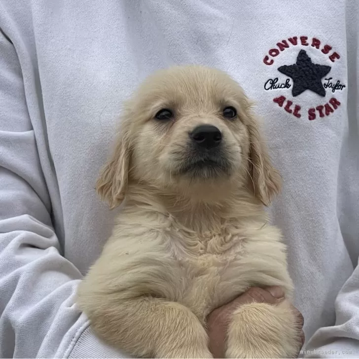 ID：2405-01448の子犬
