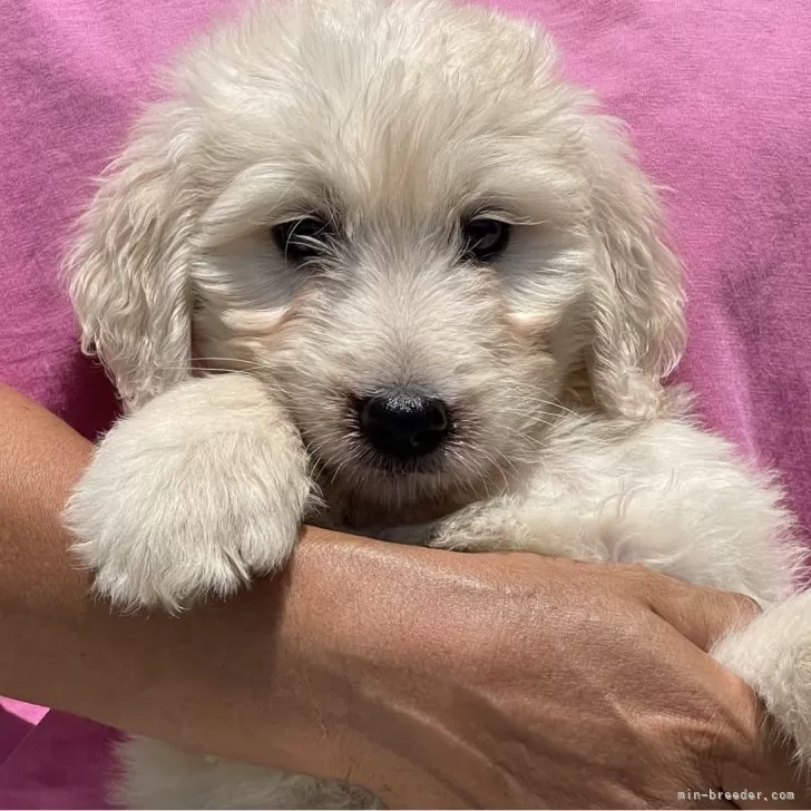 ID：2408-02613の子犬